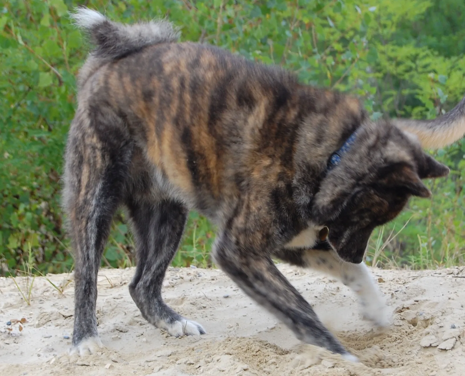 Ásás